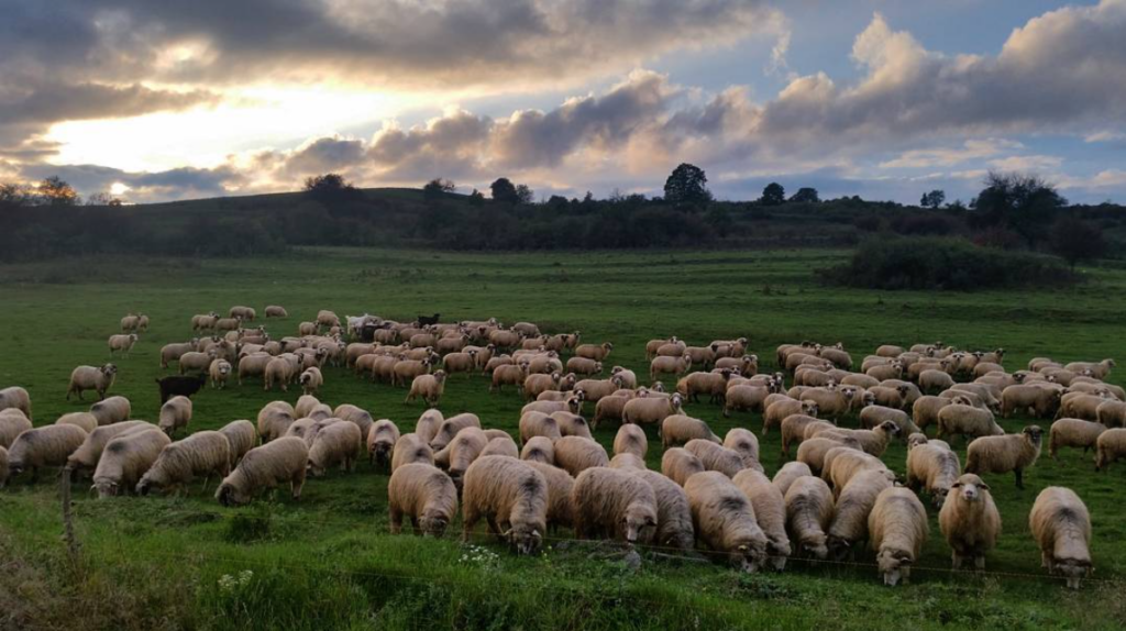 Sheep in Transylvania, Romania | Photo by Stefan von Imhof