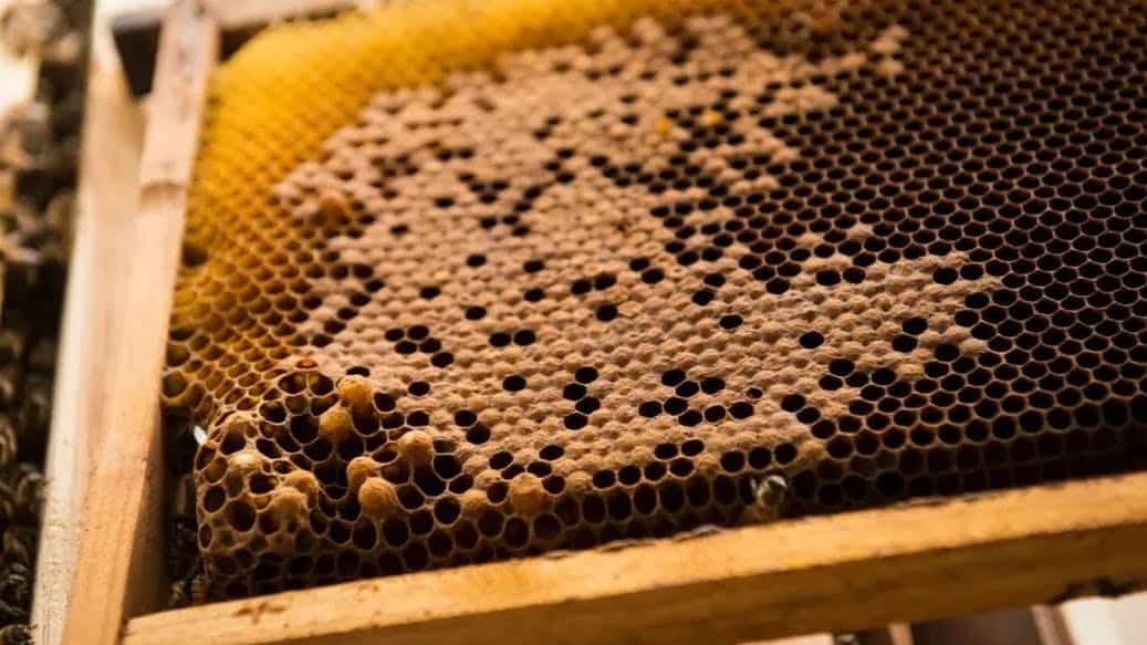 Beekeepers Codes (December 2023) – Free Honey, Jelly, and Treats