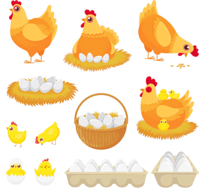 chickens graphic